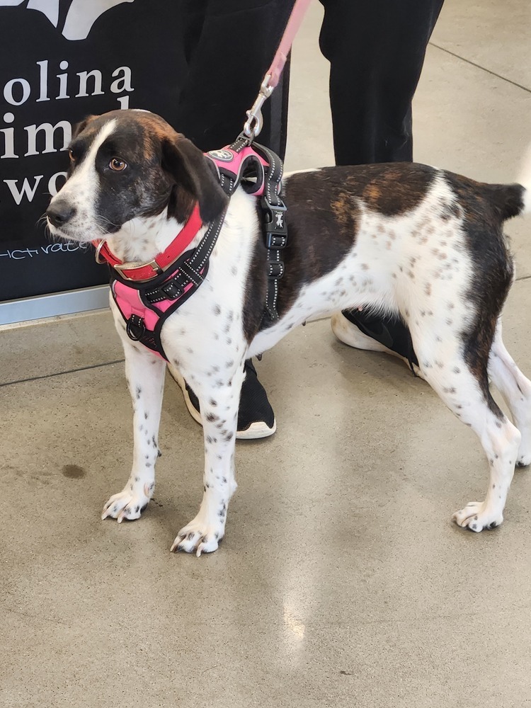 Janelle, an adoptable Bluetick Coonhound in Wendell, NC, 27591 | Photo Image 5