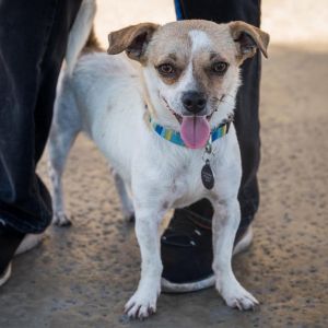 Joel - Claremont Location, Adult Male Dachshund