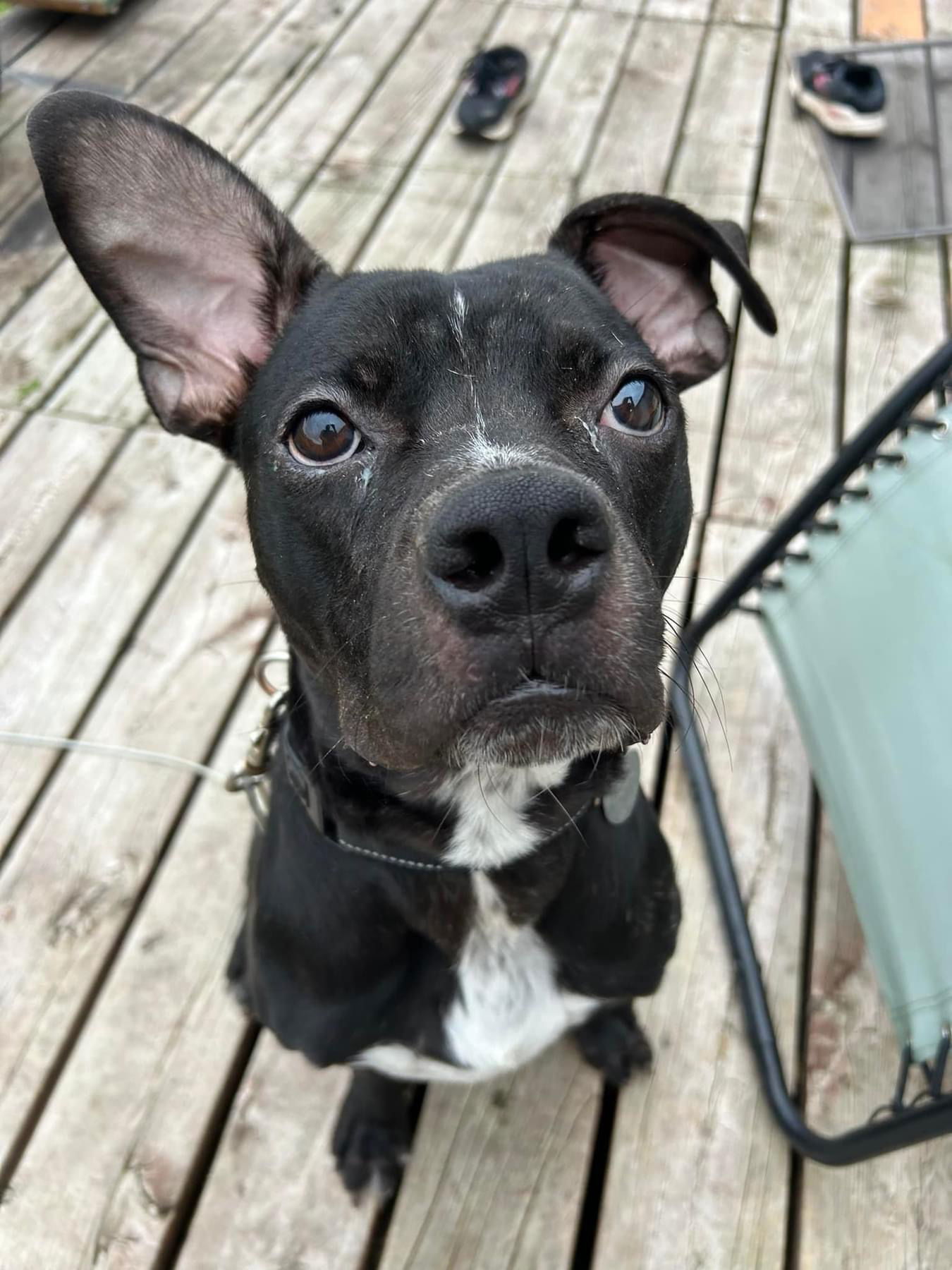 Sandstone, an adoptable Boxer in Duluth, MN, 55807 | Photo Image 1