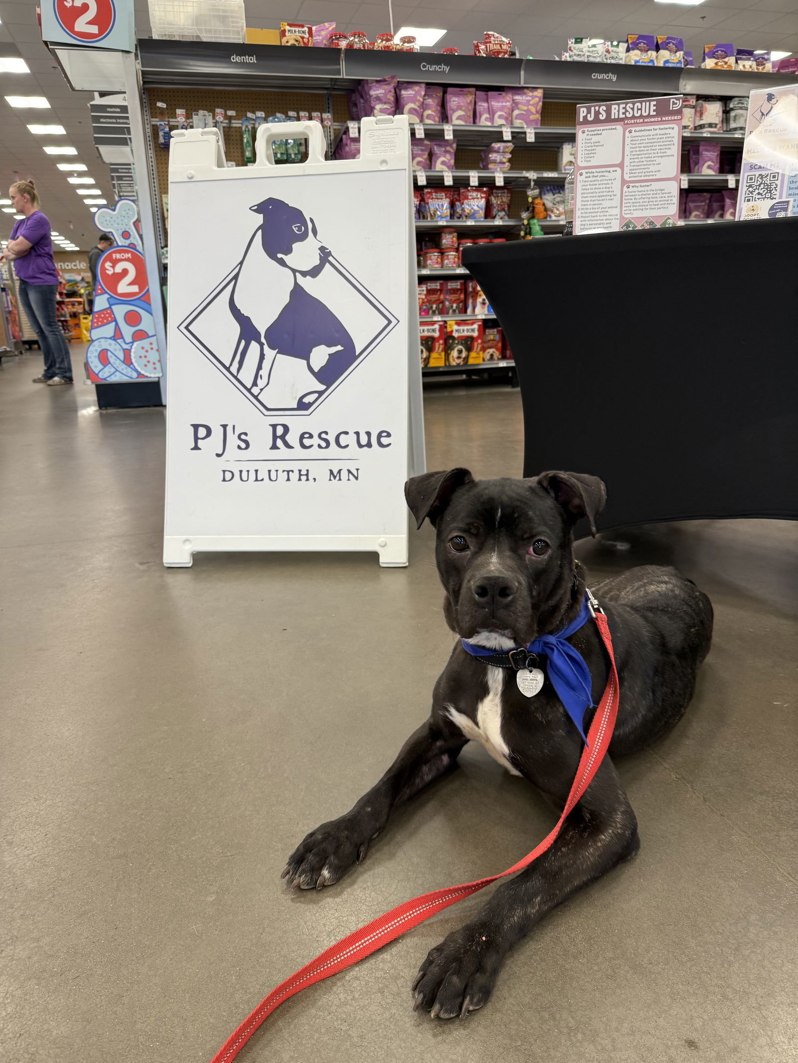 Sandstone, an adoptable Boxer in Duluth, MN, 55807 | Photo Image 1