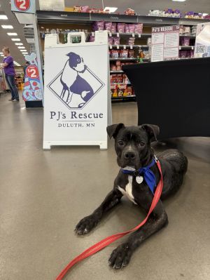 Sandstone, Young Male Boxer