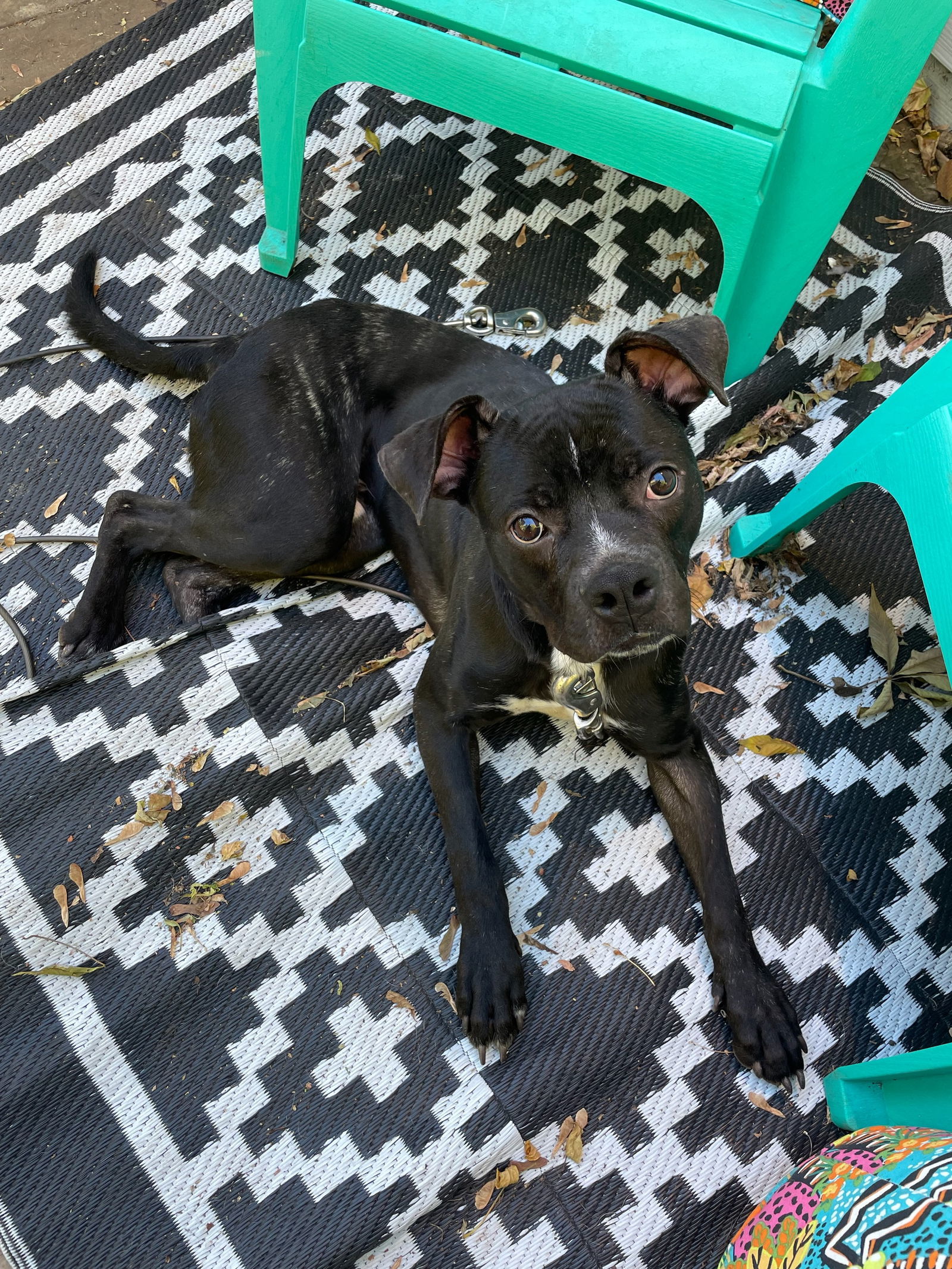 Sandstone, an adoptable Boxer in Duluth, MN, 55807 | Photo Image 2