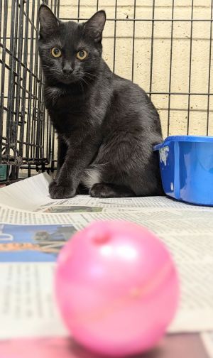 Athena, Baby Female Domestic Short Hair