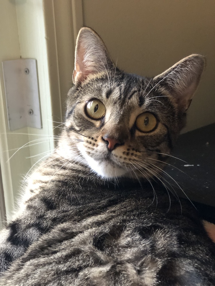 Pettersham, an adoptable Domestic Short Hair in Hudson, NH, 03051 | Photo Image 1