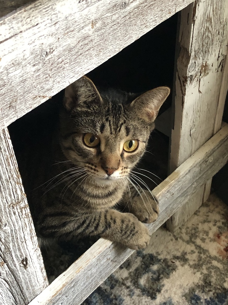 Pettersham, an adoptable Domestic Short Hair in Hudson, NH, 03051 | Photo Image 2