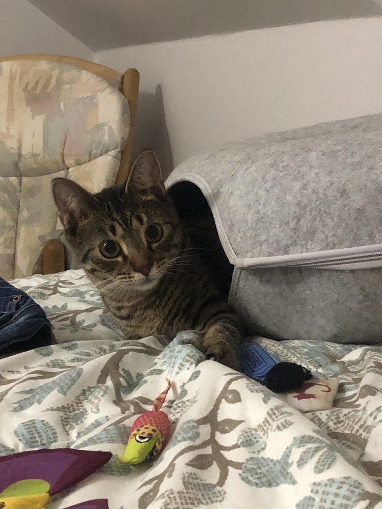 Pettersham, an adoptable Domestic Short Hair in Hudson, NH, 03051 | Photo Image 3