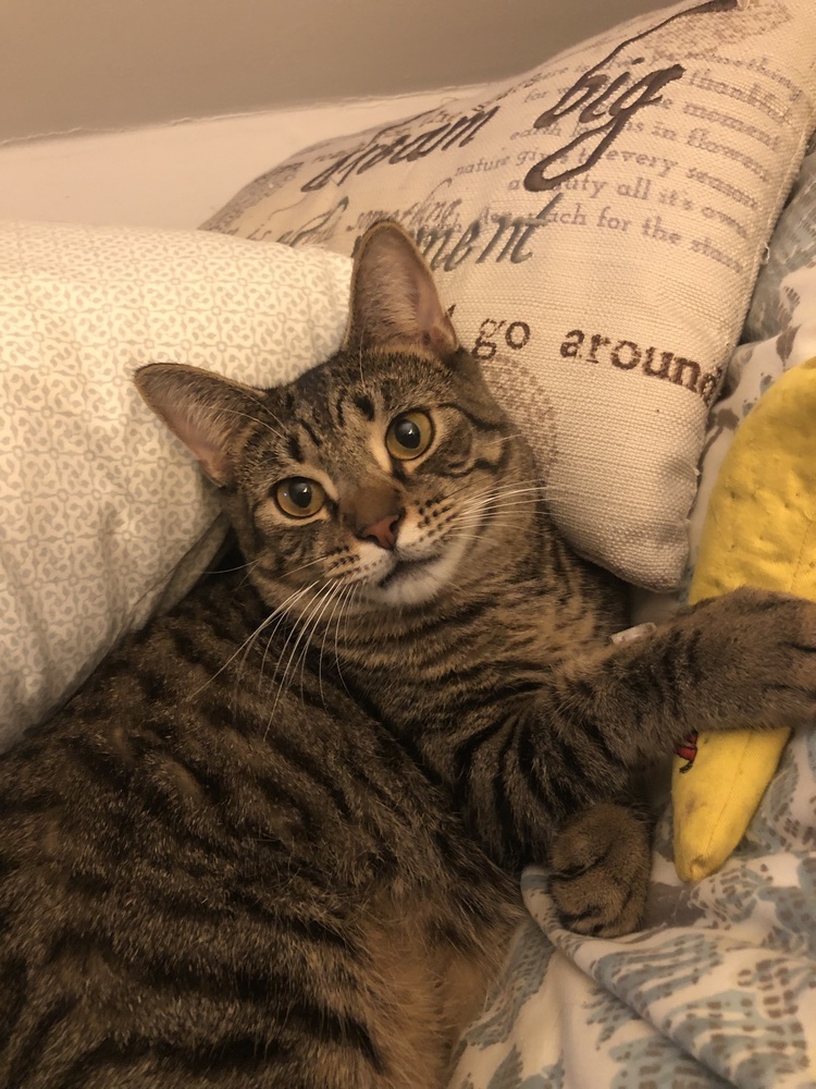 Pettersham, an adoptable Domestic Short Hair in Hudson, NH, 03051 | Photo Image 4