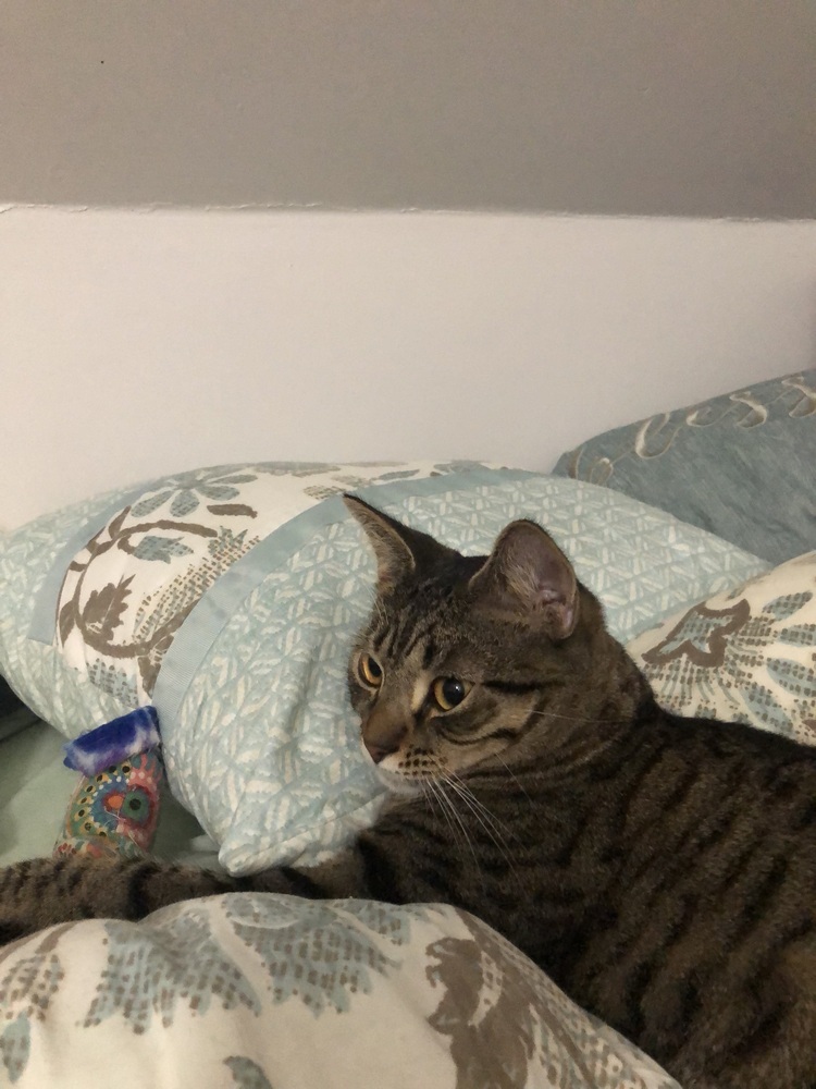 Pettersham, an adoptable Domestic Short Hair in Hudson, NH, 03051 | Photo Image 5