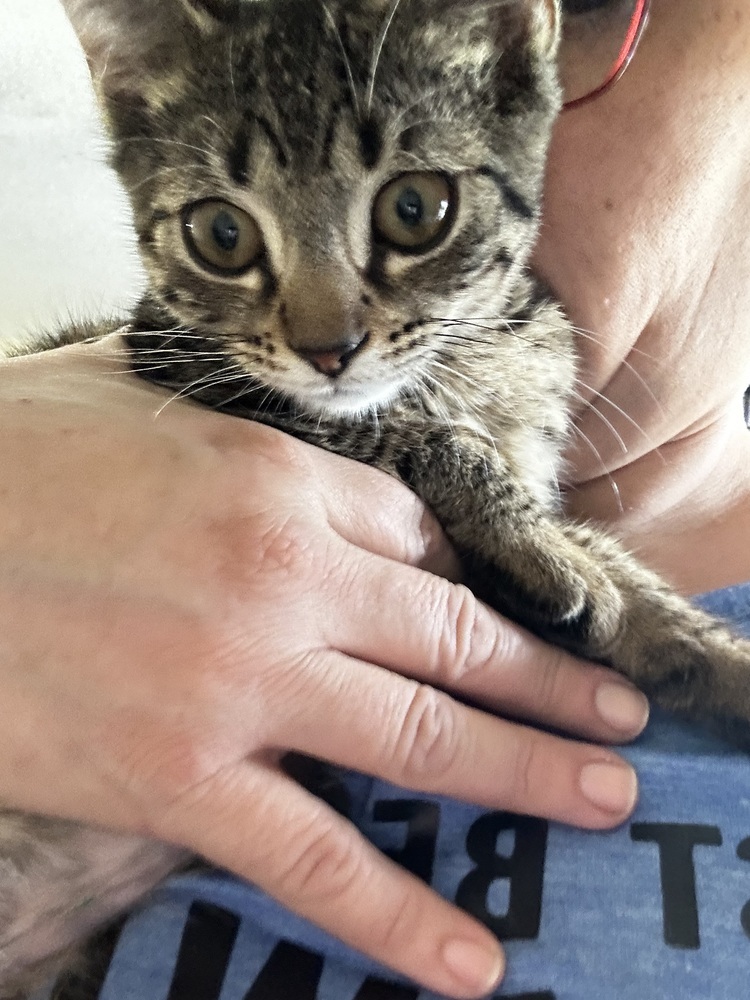 Pettersham, an adoptable Domestic Short Hair in Hudson, NH, 03051 | Photo Image 6