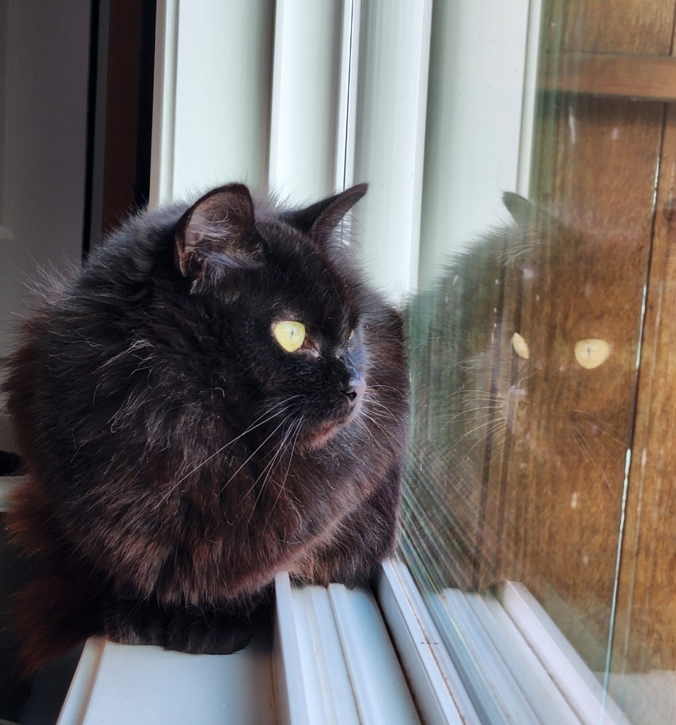 Celestial, an adoptable Domestic Short Hair in Palmer, AK, 99645 | Photo Image 2