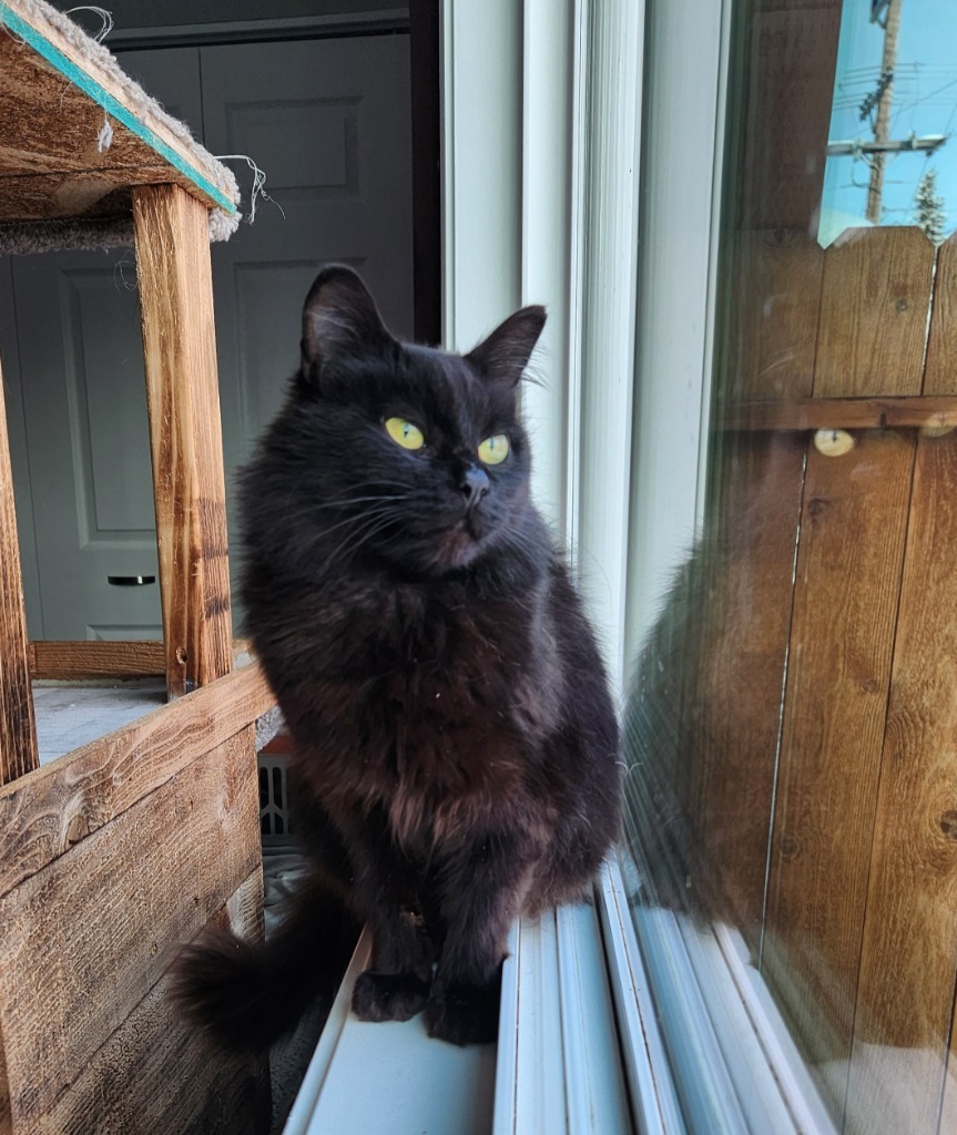 Celestial, an adoptable Domestic Short Hair in Palmer, AK, 99645 | Photo Image 3