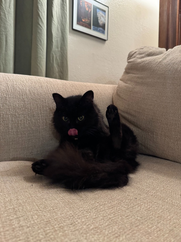 Celestial, an adoptable Domestic Short Hair in Palmer, AK, 99645 | Photo Image 4