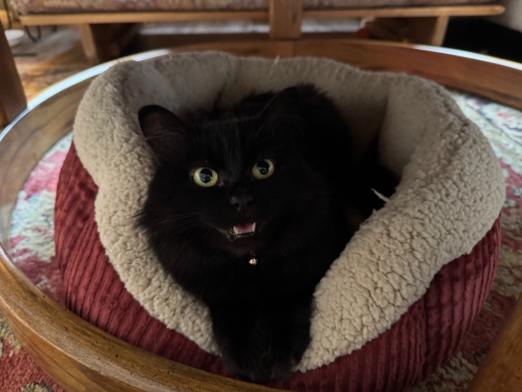 Celestial, an adoptable Domestic Short Hair in Palmer, AK, 99645 | Photo Image 5
