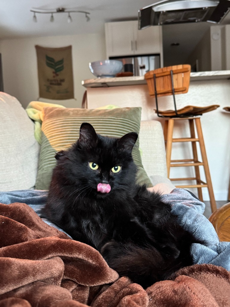 Celestial, an adoptable Domestic Short Hair in Palmer, AK, 99645 | Photo Image 6