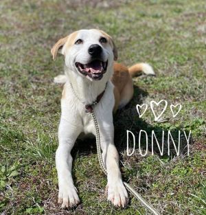 Donny, Adult Male Labrador Retriever