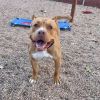 Sunny - Needs a Hero Foster or Adopter! photo 1
