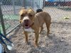 Sunny - Needs a Hero Foster or Adopter! photo 3