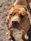 Sunny - Needs a Hero Foster or Adopter! photo 4