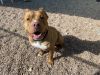 Sunny - Needs a Hero Foster or Adopter! photo 5