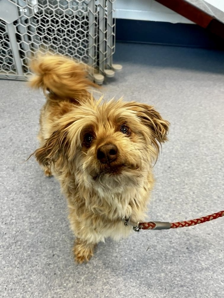 Charlie Feeny, an adoptable Terrier, Poodle in Boulder, CO, 80305 | Photo Image 1