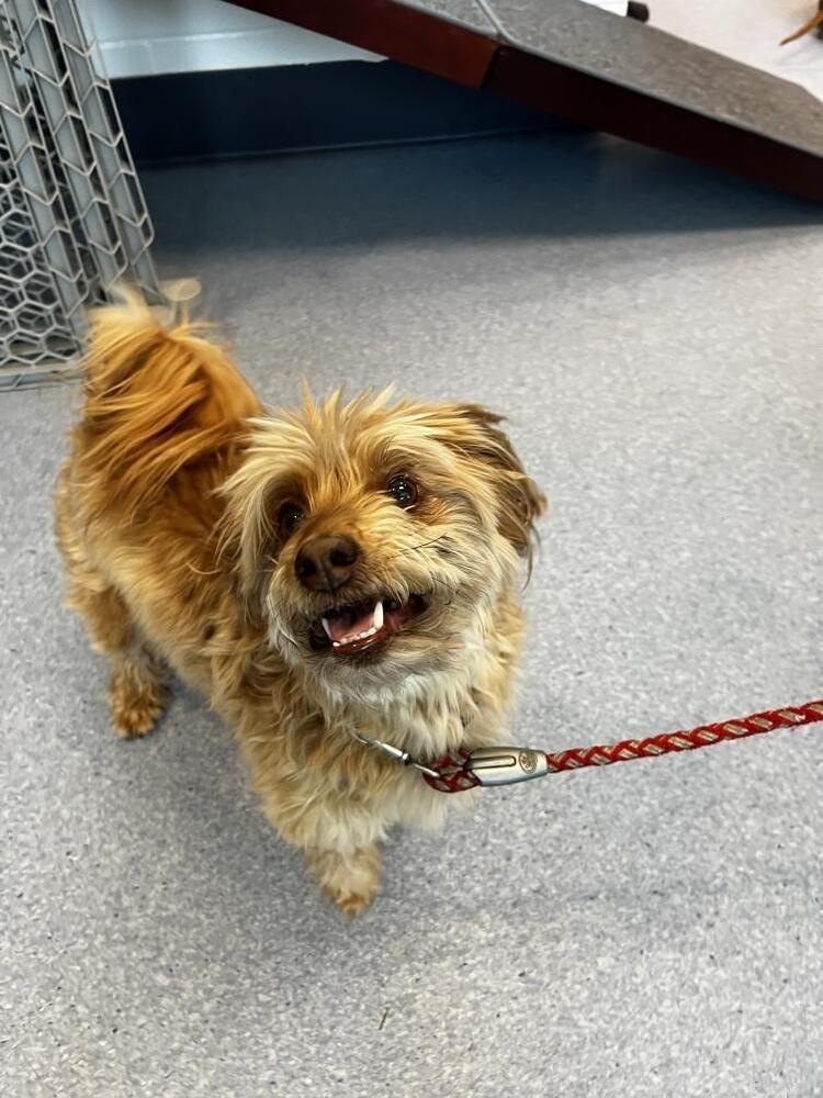 Charlie Feeny, an adoptable Terrier, Poodle in Boulder, CO, 80305 | Photo Image 2