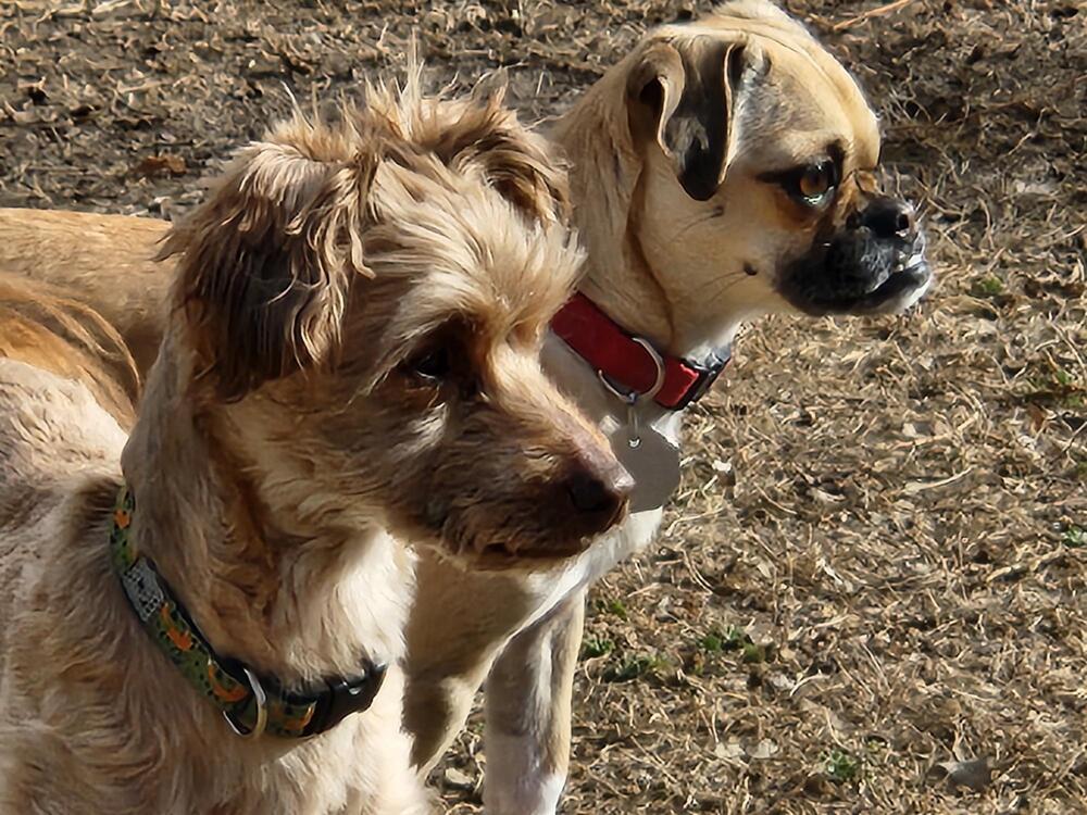 Charlie Feeny, an adoptable Terrier, Poodle in Boulder, CO, 80305 | Photo Image 3