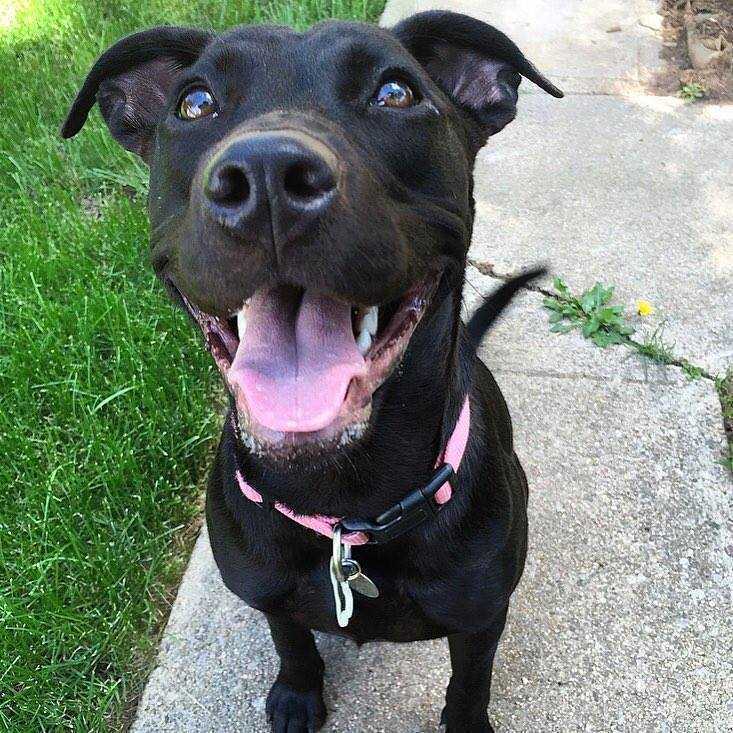 FOSTERS NEEDED!, an adoptable Labrador Retriever, Boxer in Boulder, CO, 80305 | Photo Image 1