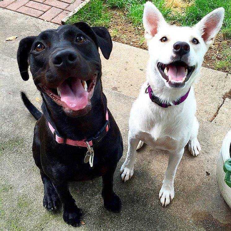 FOSTERS NEEDED!, an adoptable Labrador Retriever, Boxer in Boulder, CO, 80305 | Photo Image 2