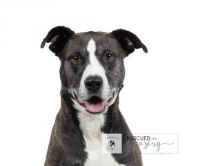 Huey, Adult Male American Bulldog