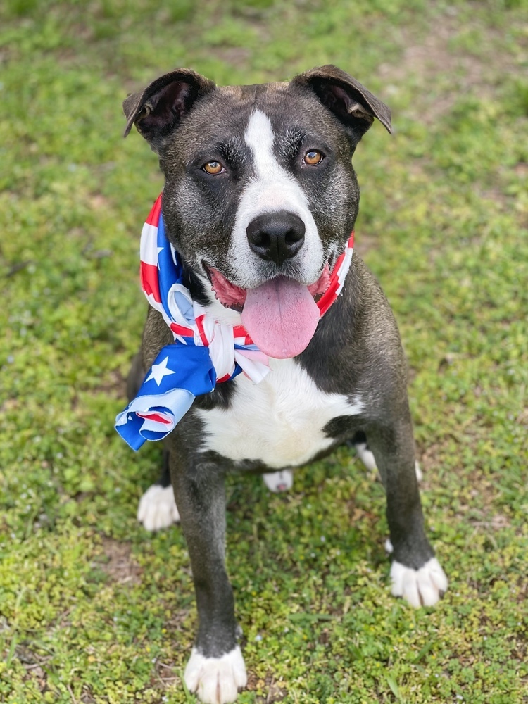 Huey, an adoptable American Bulldog, Boxer in Boulder, CO, 80305 | Photo Image 2
