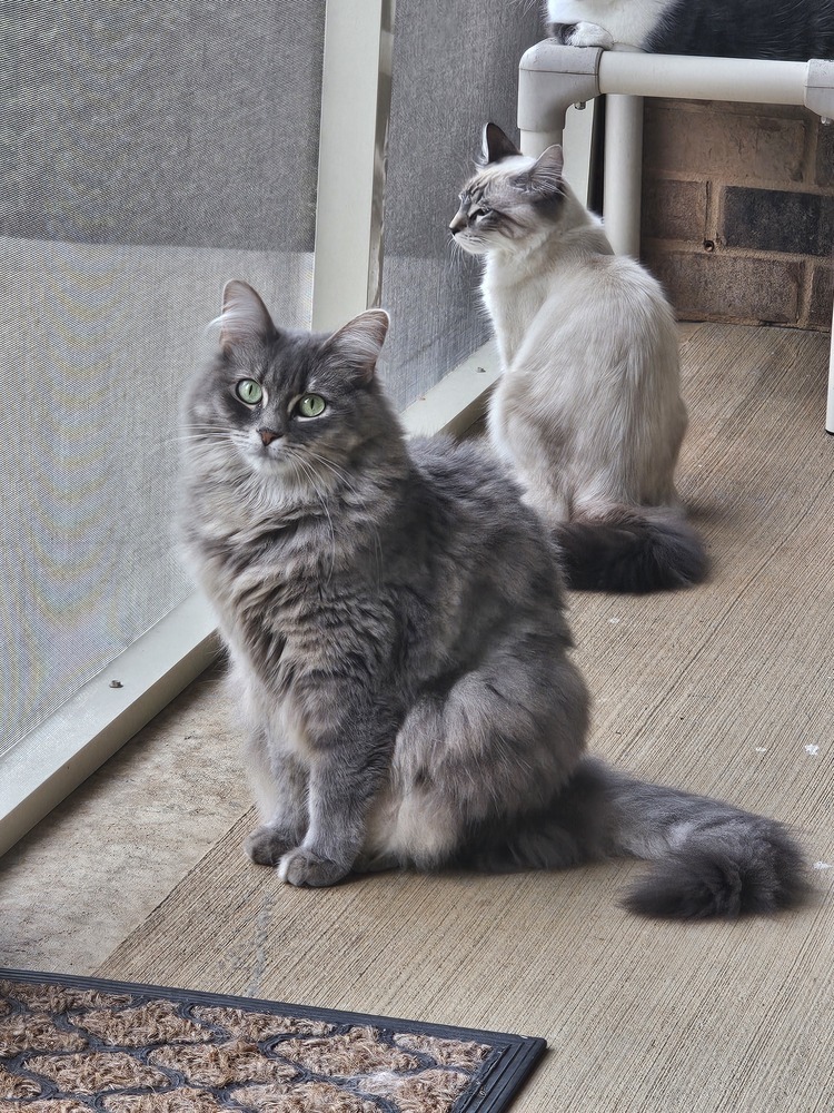 Disco, an adoptable Nebelung, Domestic Long Hair in Powder Springs, GA, 30127 | Photo Image 2