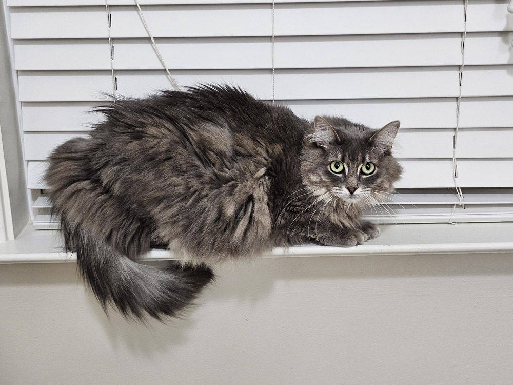 Disco, an adoptable Nebelung, Domestic Long Hair in Powder Springs, GA, 30127 | Photo Image 3