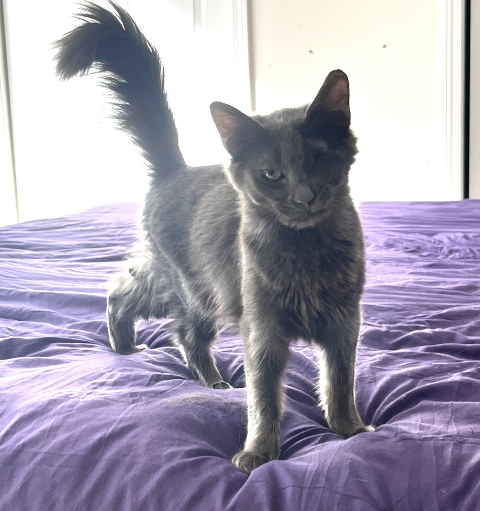 Gazelle, an adoptable Nebelung, Russian Blue in Powder Springs, GA, 30127 | Photo Image 1