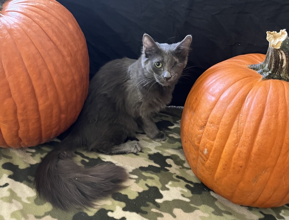 Gazelle, an adoptable Nebelung, Russian Blue in Powder Springs, GA, 30127 | Photo Image 2