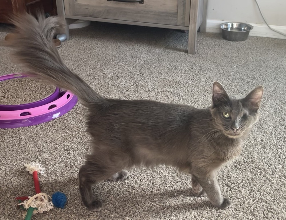 Gazelle, an adoptable Nebelung, Russian Blue in Powder Springs, GA, 30127 | Photo Image 3