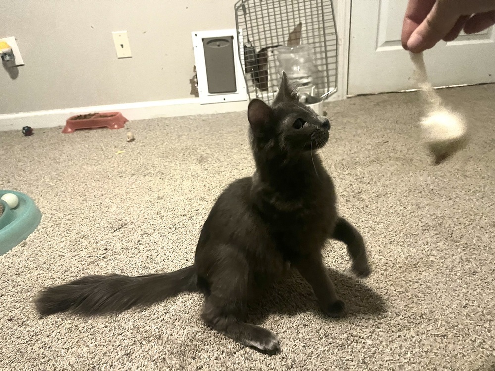 Gazelle, an adoptable Nebelung, Russian Blue in Powder Springs, GA, 30127 | Photo Image 5