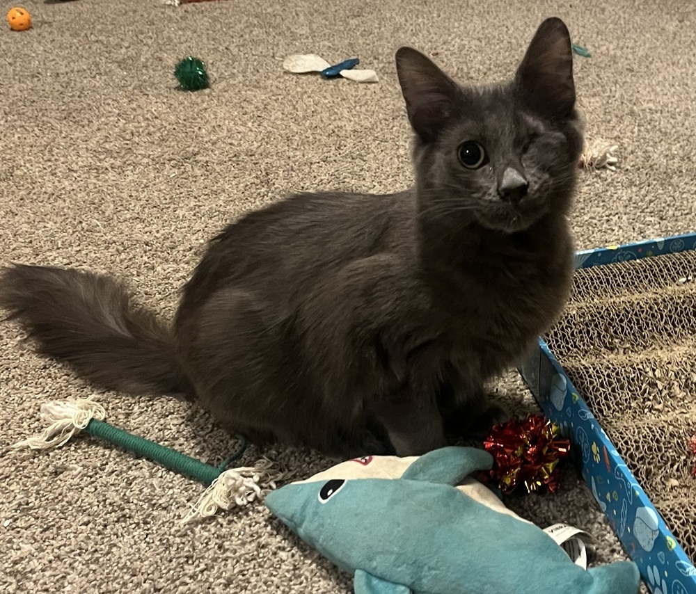 Gazelle, an adoptable Nebelung, Russian Blue in Powder Springs, GA, 30127 | Photo Image 6