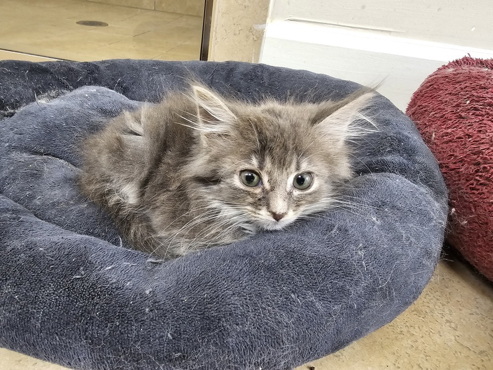 Barracuda, an adoptable Domestic Long Hair, Nebelung in Powder Springs, GA, 30127 | Photo Image 1