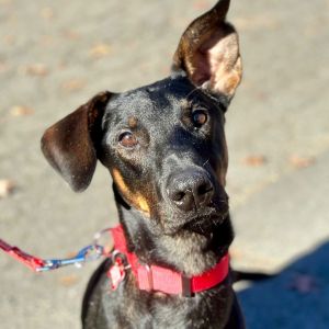 Pancake, Young Male Hound