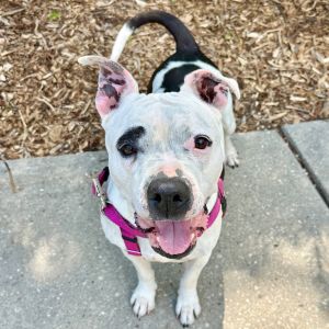 Miss Pickles, Adult Female Pit Bull Terrier