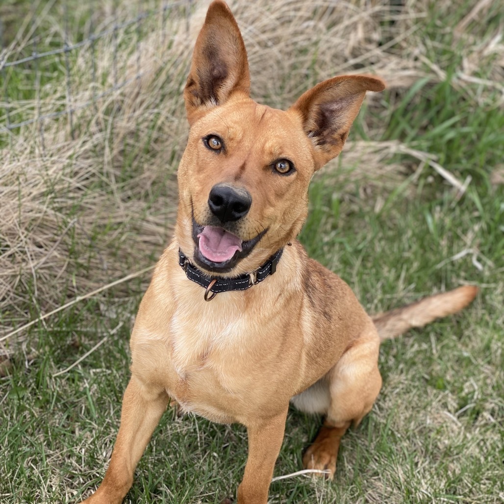 Gizelle, an adoptable Shepherd in Decorah, IA, 52101 | Photo Image 1