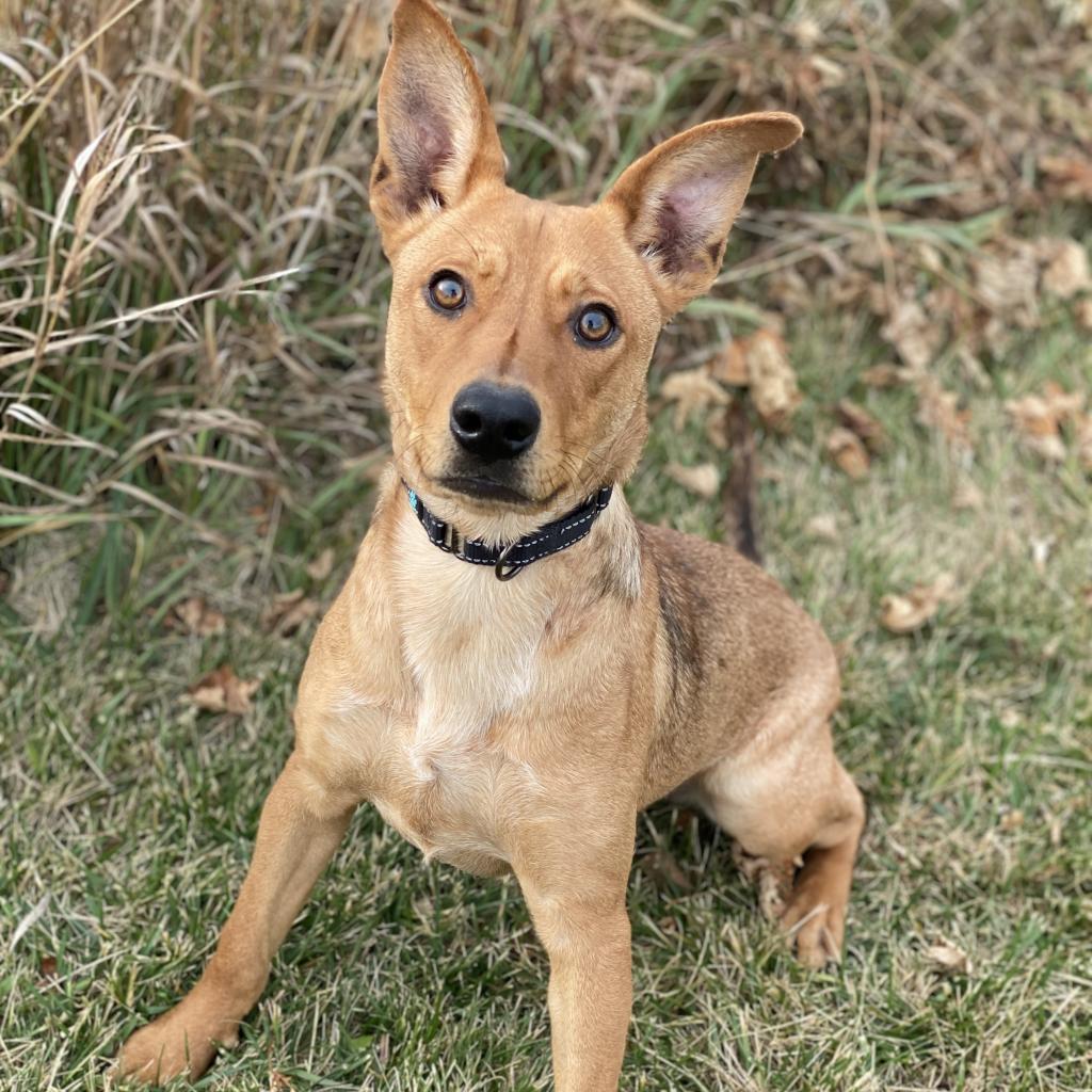 Gizelle, an adoptable Shepherd in Decorah, IA, 52101 | Photo Image 2