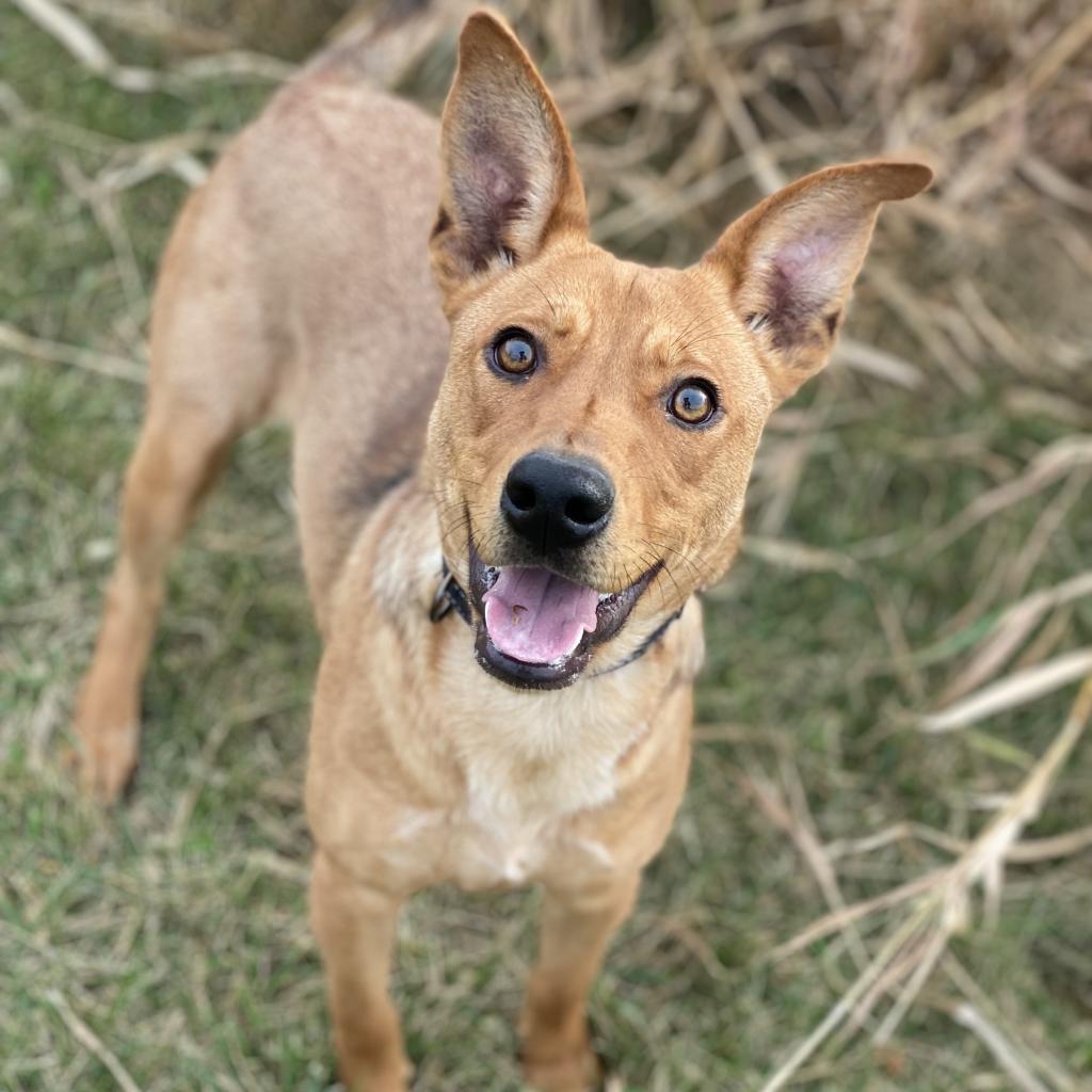 Gizelle, an adoptable Shepherd in Decorah, IA, 52101 | Photo Image 3