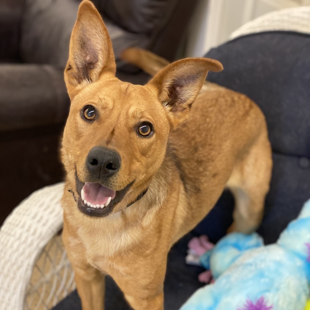 Gizelle, an adoptable Shepherd in Decorah, IA, 52101 | Photo Image 4