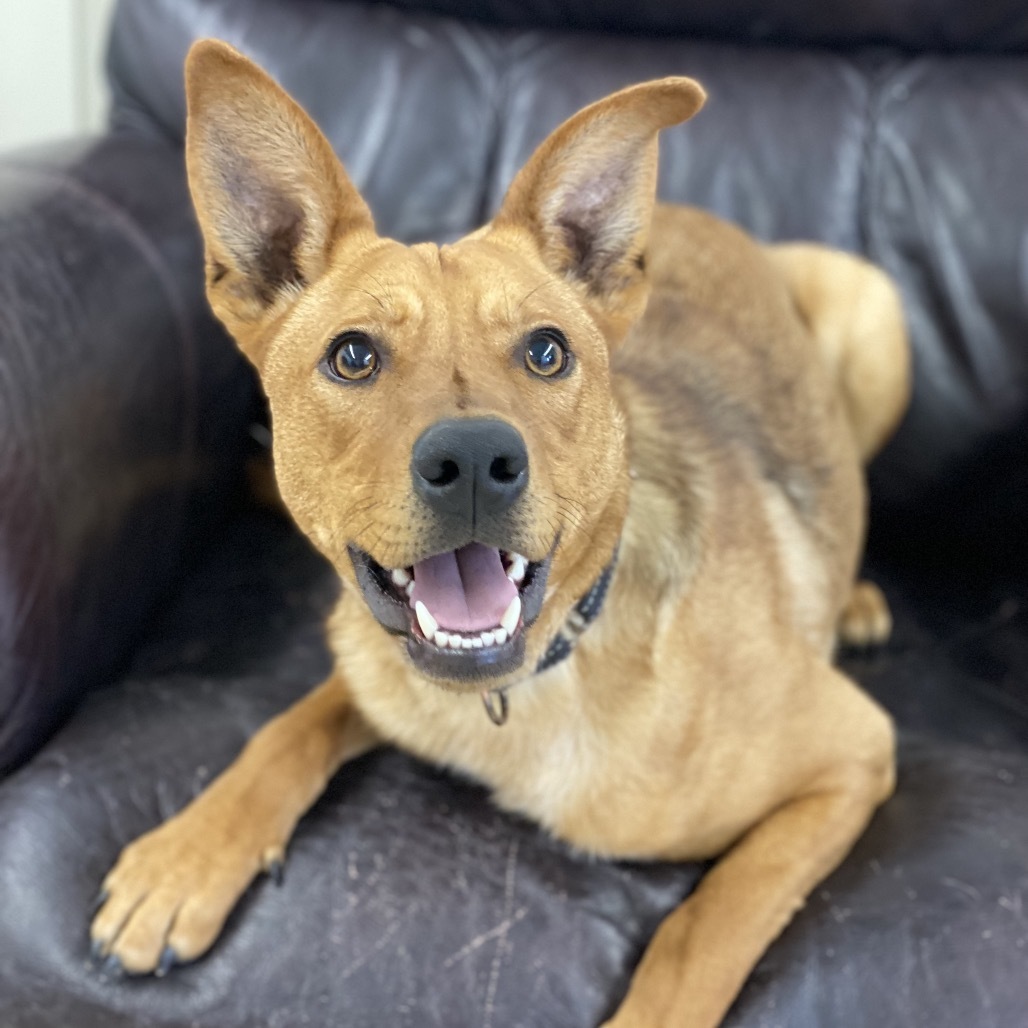 Gizelle, an adoptable Shepherd in Decorah, IA, 52101 | Photo Image 5