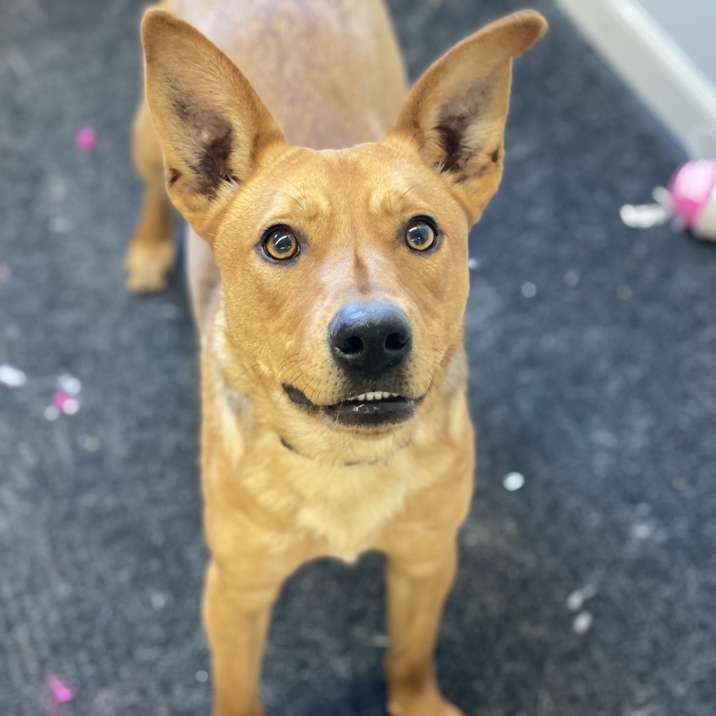 Gizelle, an adoptable Shepherd in Decorah, IA, 52101 | Photo Image 6