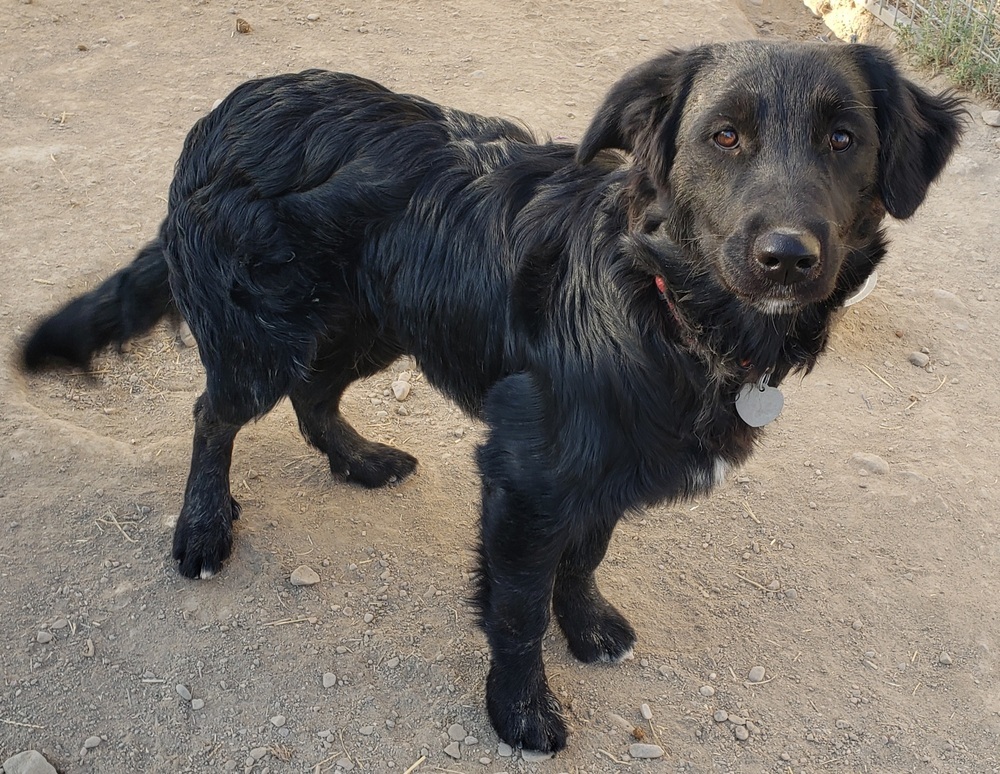 Luna, an adoptable Border Collie in Challis, ID, 83226 | Photo Image 1