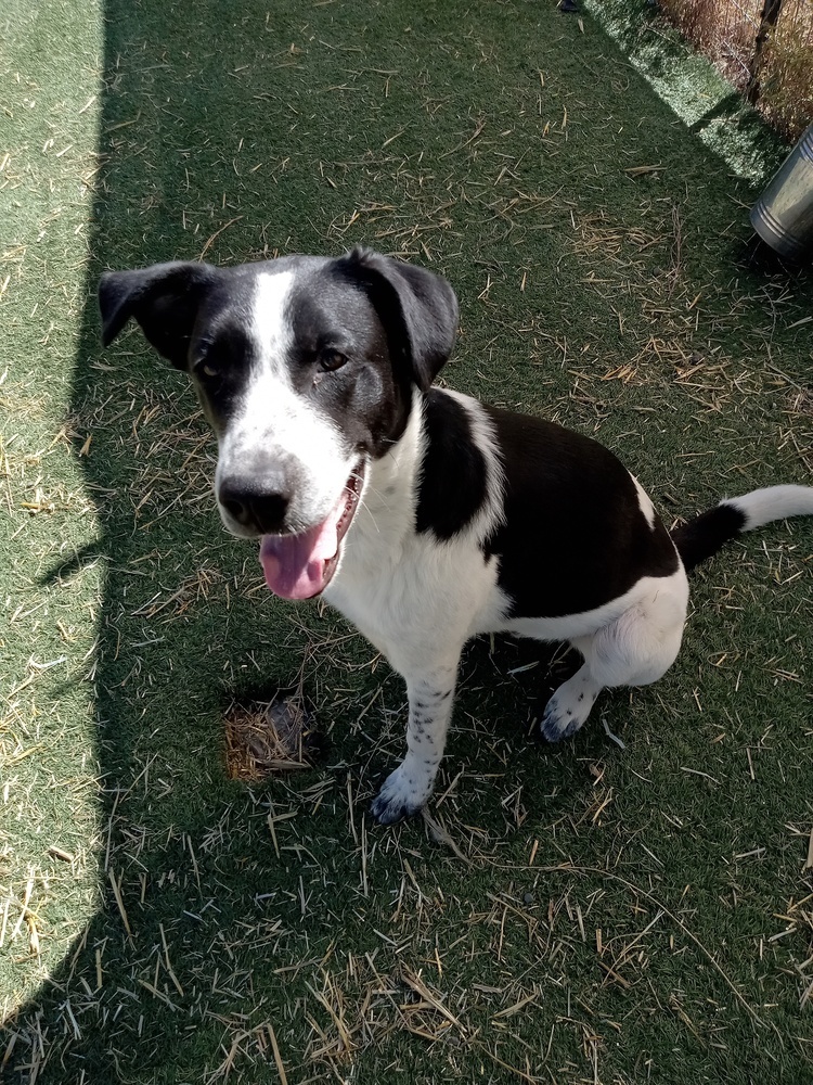 Alvin, an adoptable Border Collie in Challis, ID, 83226 | Photo Image 1