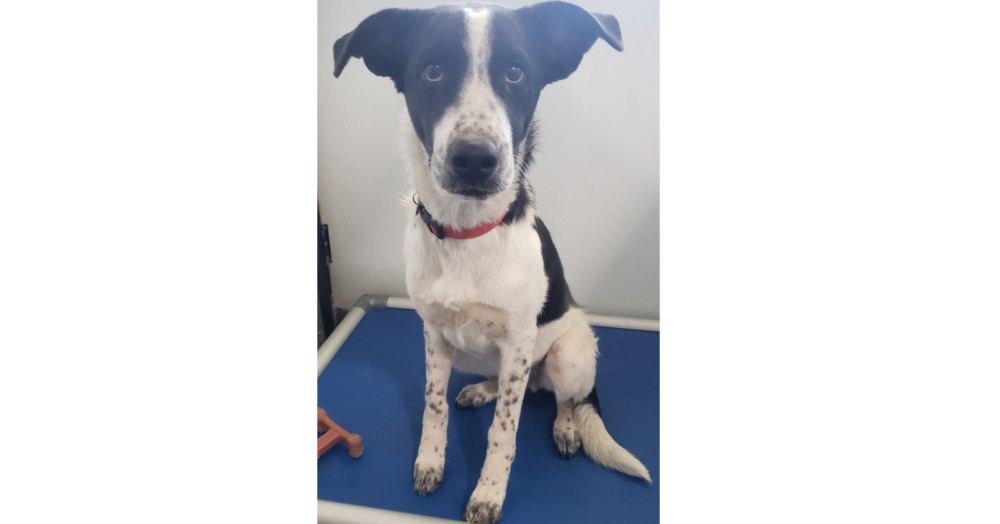 Alvin, an adoptable Border Collie in Challis, ID, 83226 | Photo Image 3