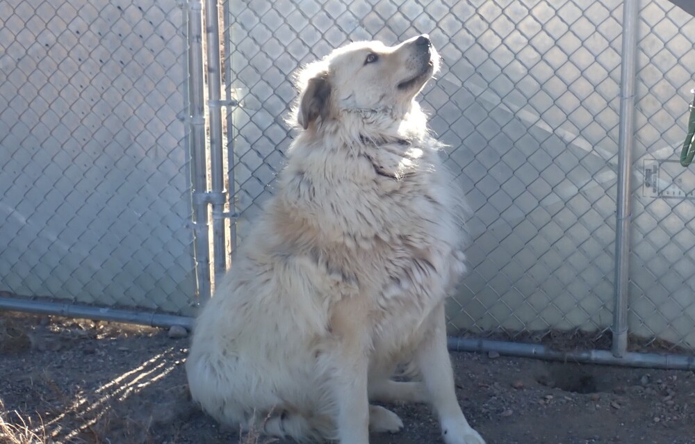 Eiso, an adoptable Great Pyrenees in Challis, ID, 83226 | Photo Image 1